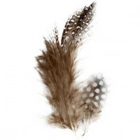 Perlhuhnfedern , ca. 100 Stck, natur, 3g [HOB-51812]